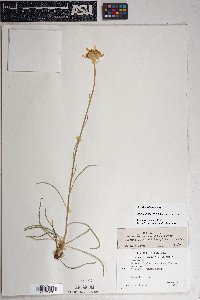 Hymenoxys bigelovii image