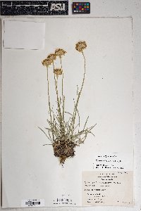 Hymenoxys bigelovii image