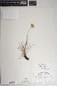 Hymenoxys bigelovii image