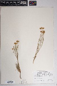 Hymenoxys richardsonii var. floribunda image