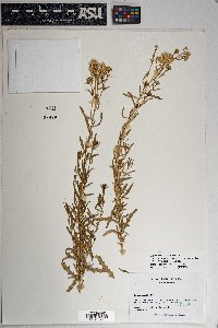 Isocoma acradenia var. eremophila image