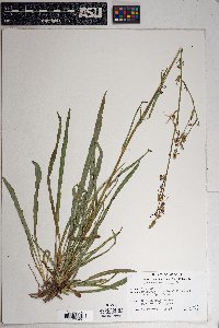 Lactuca graminifolia image