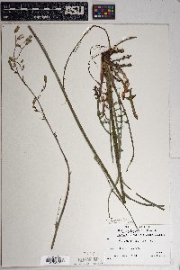 Lactuca graminifolia image