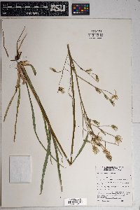 Lactuca graminifolia image