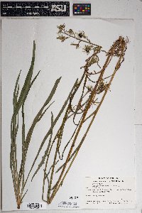 Lactuca graminifolia image