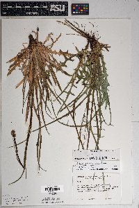 Lactuca graminifolia image