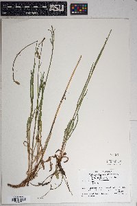 Lactuca graminifolia image