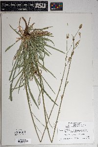 Lactuca graminifolia image