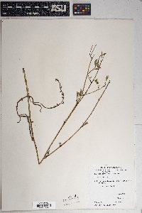 Lactuca graminifolia image