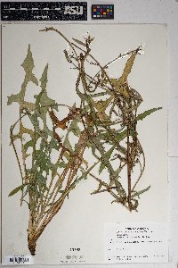 Lactuca graminifolia image