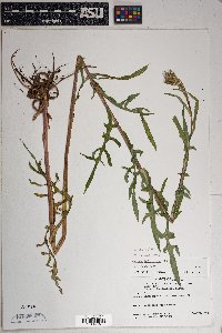 Lactuca graminifolia image