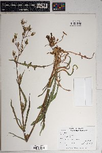 Lactuca graminifolia image