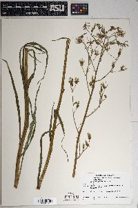 Lactuca graminifolia image