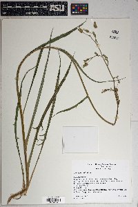 Lactuca graminifolia image