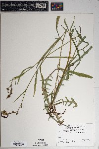 Lactuca graminifolia image