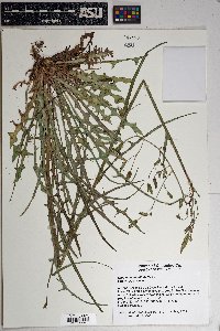 Lactuca graminifolia image