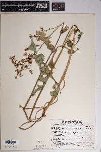 Lactuca ludoviciana image