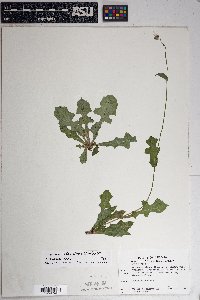 Lactuca ludoviciana image