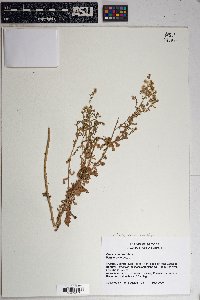 Laennecia coulteri image