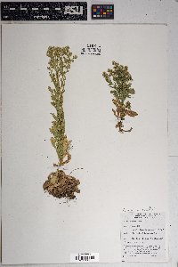 Laennecia coulteri image