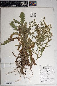 Laennecia coulteri image