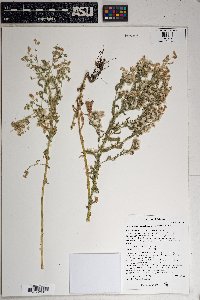 Laennecia coulteri image