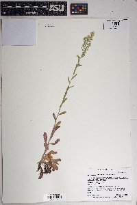 Laennecia coulteri image