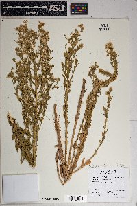 Laennecia coulteri image