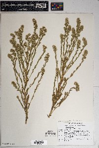 Laennecia coulteri image