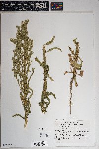 Laennecia coulteri image