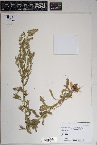 Laennecia coulteri image