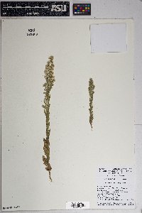 Laennecia coulteri image