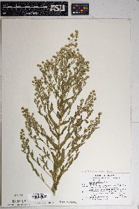 Laennecia coulteri image