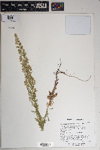 Laennecia sophiifolia image