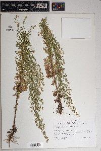 Laennecia sophiifolia image