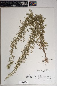 Laennecia sophiifolia image