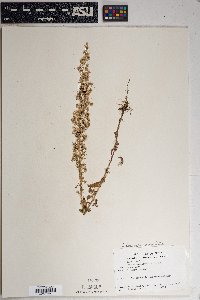 Laennecia sophiifolia image