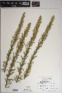 Laennecia sophiifolia image