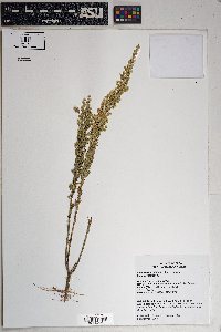 Laennecia sophiifolia image