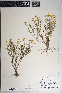 Lasthenia californica image