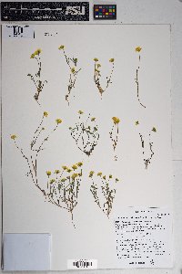 Lasthenia californica image