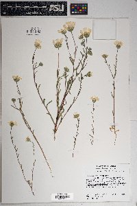 Layia glandulosa image