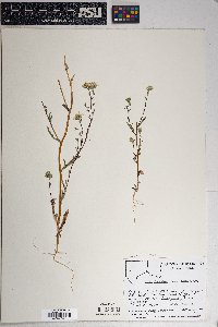 Layia glandulosa image