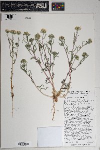 Layia glandulosa image