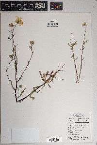 Layia glandulosa image