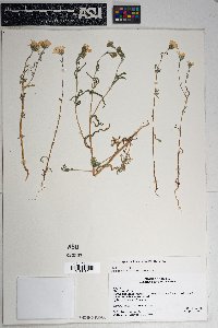 Layia glandulosa image