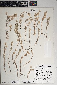 Logfia filaginoides image