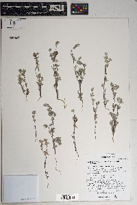 Logfia filaginoides image