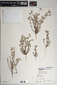 Logfia filaginoides image