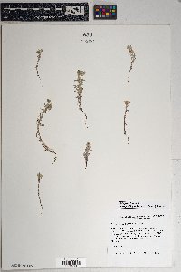 Logfia filaginoides image